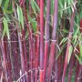 Fargesia scabrida